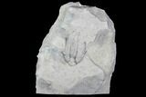 Bargain Dalmanites Trilobite - New York #99066-1